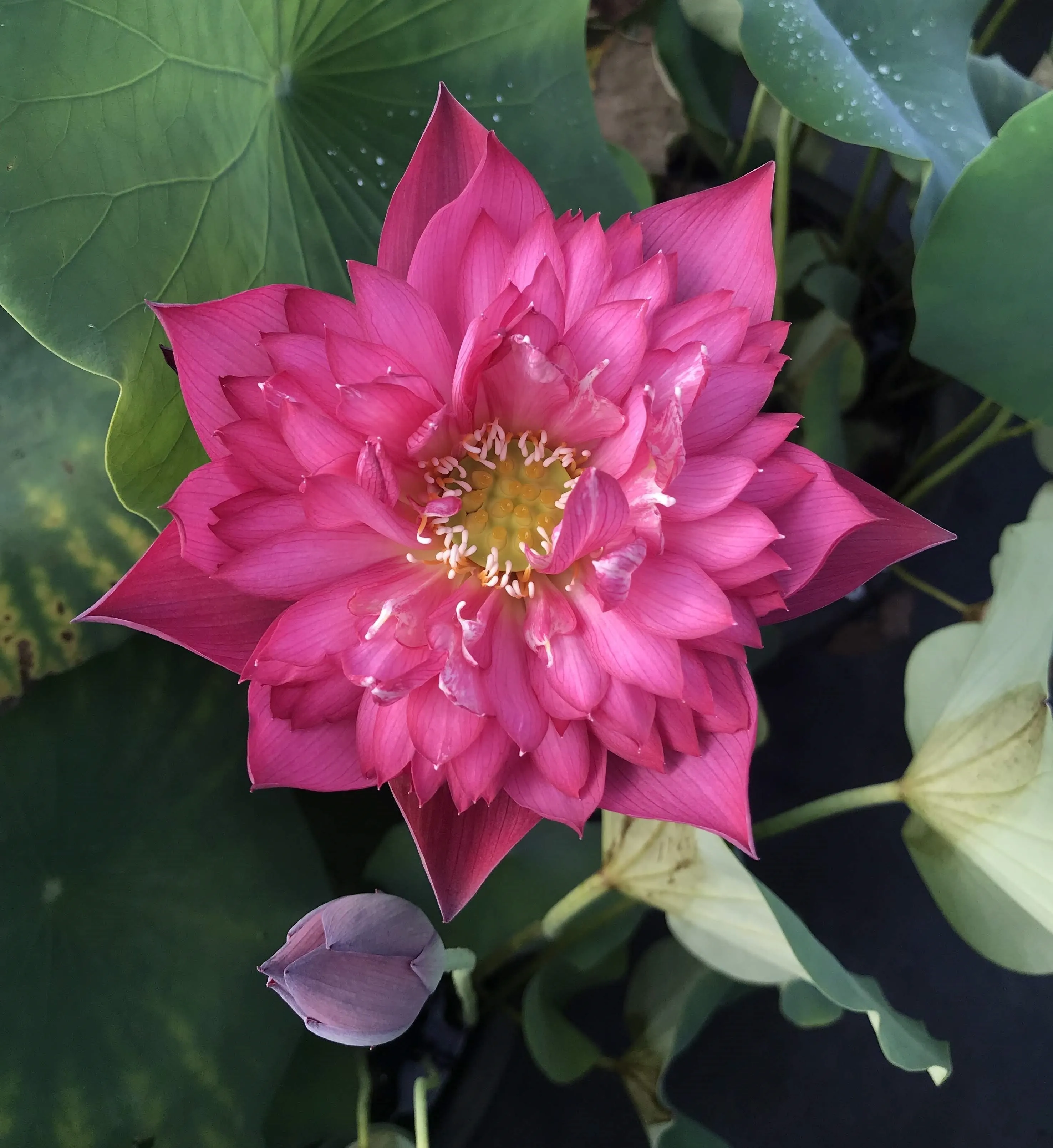 Deepest Loving Lotus <br> Medium / Spectacular, Deep-Red!